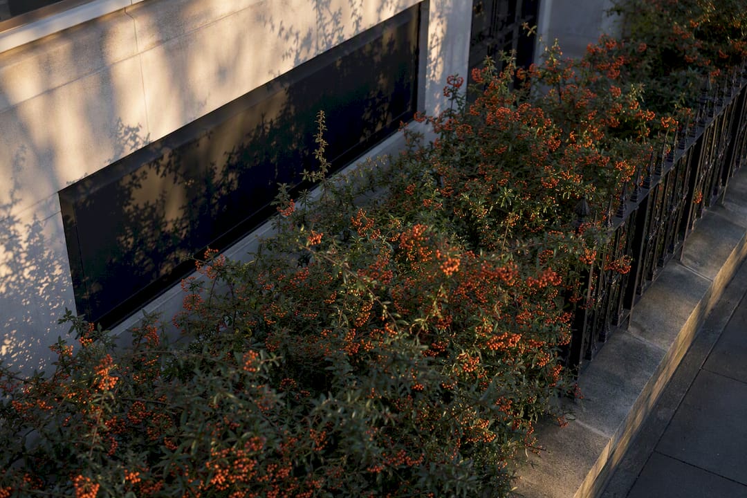 Thorny hedge protecting shop sign